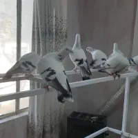 شامی کاغذی خوشگل نر و ماده و جوجه