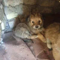 تول سگ ماده هست سه ماه