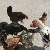 مرغ