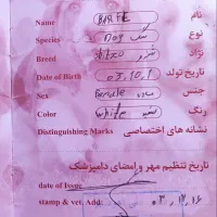 سگ شیتزو|سگ|کرمانشاه, |دیوار