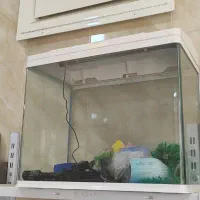 اکواریوم ماهی|ماهی|اصفهان, ارغوانیه|دیوار