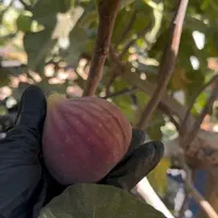 دپو و پخش نهال انجیر مصری  ، خرمالو کن|خدمات باغبانی و درختکاری|تهران, لویزان|دیوار