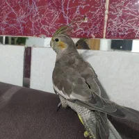 عروس هلندی دستی