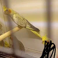 جفت عروس هلندی