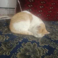 گربه پیدا شده