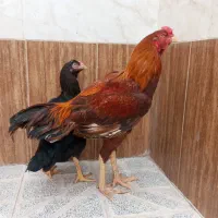 خروس|حیوانات مزرعه|تربت‌حیدریه, رباط سفلی|دیوار