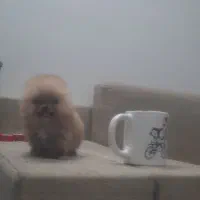 پامرانین فنجانی