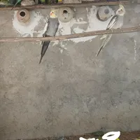 مرغ عشق و عروس هلندی