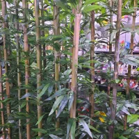 بامبو خیزران گل مصنوعی درختچه مصنوعی|گل مصنوعی|تهران, باغ خزانه|دیوار