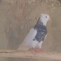 طوقی اجری9عدد|پرنده|بستک, |دیوار