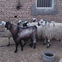 فروش نربز و بره قوچ گوشتی بومی