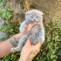 اسکاتیش فولد