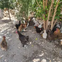 مرغ محلی