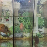 ماهی فلاور