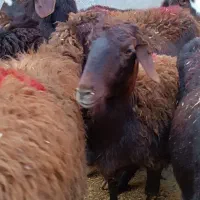 شیشک و میش افشار جنس درج ۱