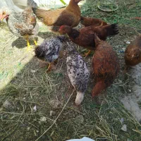 جوجه نیمچه