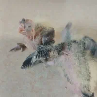 پرنده