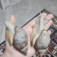 پرورش حلزون|خزنده|ملایر, |دیوار