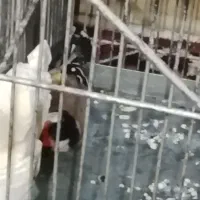 جوجه سهره رام جوجه قفس امسال رسمی|پرنده|ری, سیزده آبان|دیوار