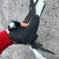 کبوتر|پرنده|تبریز, |دیوار