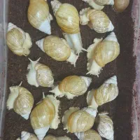 آچاتینا