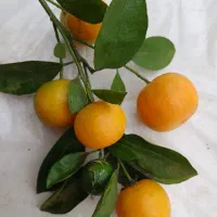 فروش کالاموندین (نارنج مینیاتوری)|خوردنی و آشامیدنی|شاندرمن, |دیوار