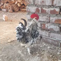 خروس بلژیکی