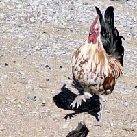 فروش خروس اصیل