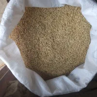 جو‌‌درشت‌ابی