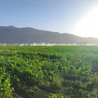 نیازمند آبیار بارانی