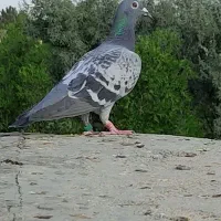پرنـده ۵عدد