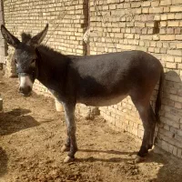 خر گله ای|حیوانات مزرعه|اصفهان, محمودآباد|دیوار