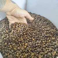 دان قهوه|عمدهفروشی|قرچک, مهدیه|دیوار