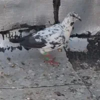 گوره دورگ گمشده