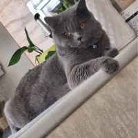 گربه اسکاتیش بلو