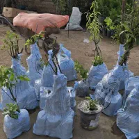 فروش عمده و خرده نهال بادام با ارسال سراسر کشور|خدمات باغبانی و درختکاری|حسین آباد, |دیوار