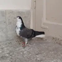 ماده سینه گلین|پرنده|اصفهان, سرچشمه|دیوار