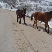 اسب|حیوانات مزرعه|صمصامی, |دیوار