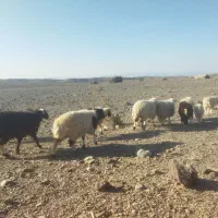 بره|حیوانات مزرعه|سیرجان, |دیوار