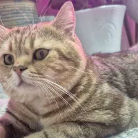 بریتیش|گربه|اهواز, کوی علوی|دیوار