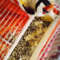 سهره سرسیاه قفس تکی