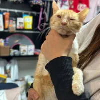 سرپرست و حامی دلسوز