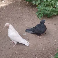 کبوتر|پرنده|بم, |دیوار