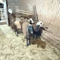 ۳راس بره نر،بز و بزغاله فروشی|حیوانات مزرعه|ازنا, |دیوار