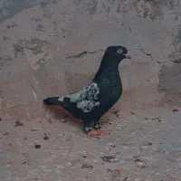 کفتر سینه ای|پرنده|مهریز, |دیوار