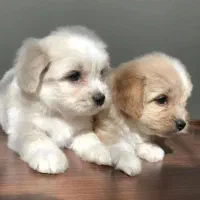 سگ پا کوتاه نژاد دار