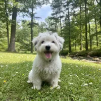 واگذاری رایگان شیتزو