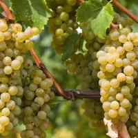 نهالستان پالیز دارای مجوز جهاد کشاورزی|خدمات باغبانی و درختکاری|خرمآباد, |دیوار