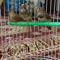 فنج مولد معاوضه|پرنده|تبریز, |دیوار