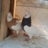 کبوتر یا کفتر|پرنده|شیراز, کوزه گری|دیوار